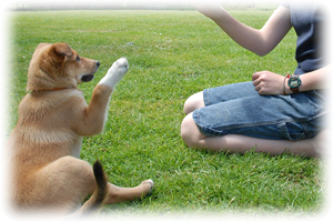dog training image